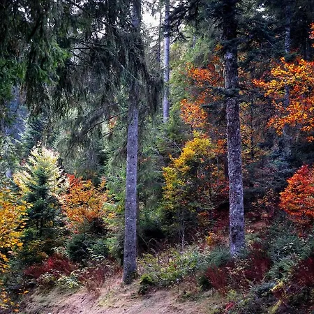 アパート B3 Ferienwohnubg Im Schwarzwald *